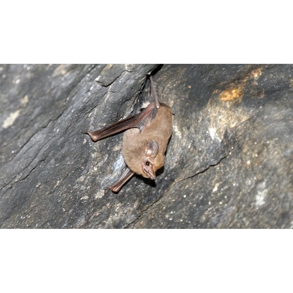 Собаковидный мешкокрыл (Peropteryx macrotis) Фото №3