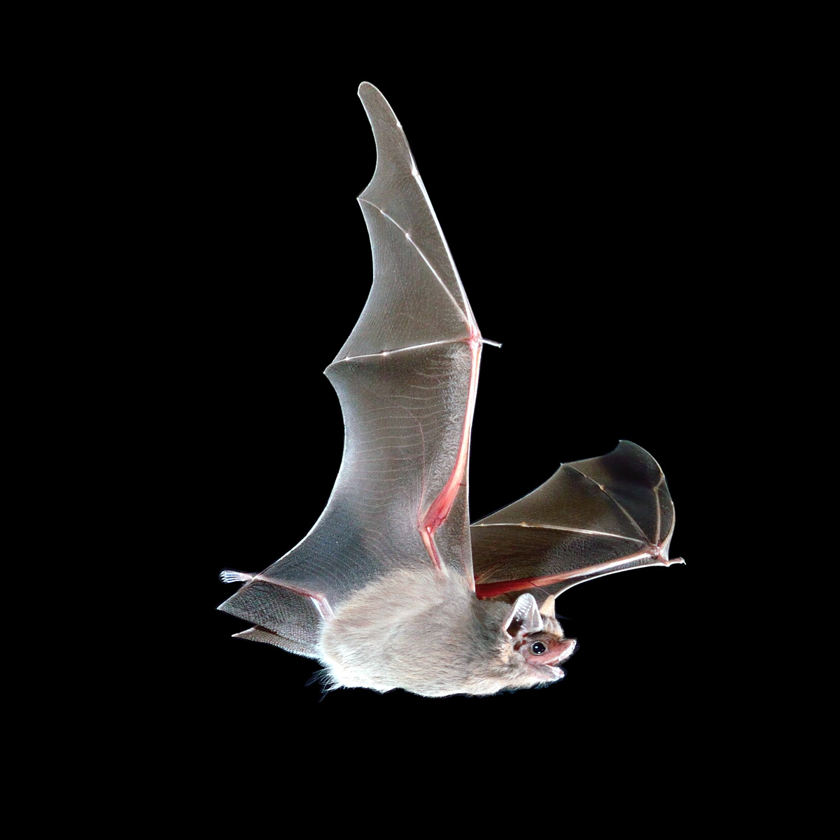 Собаковидный мешкокрыл (Peropteryx macrotis) Фото №7