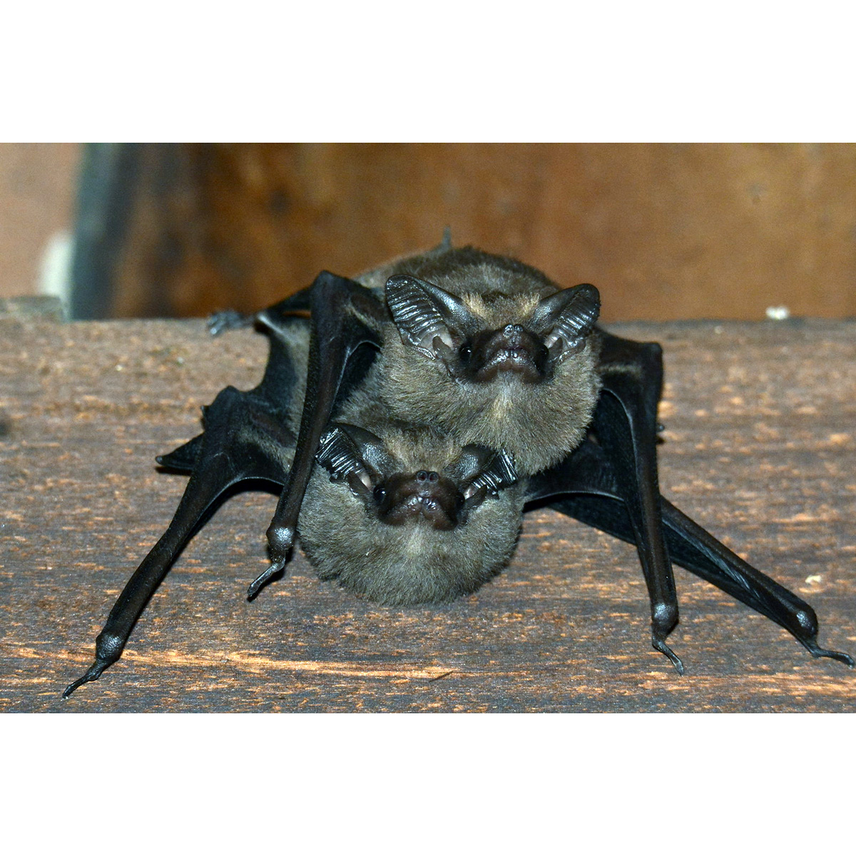 Собаковидный мешкокрыл (Peropteryx macrotis) Фото №9