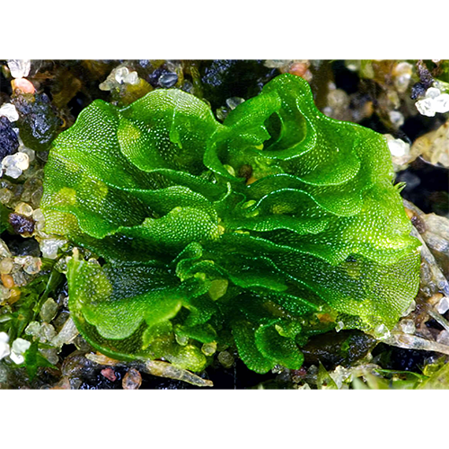 Семейство Petalophyllaceae фото
