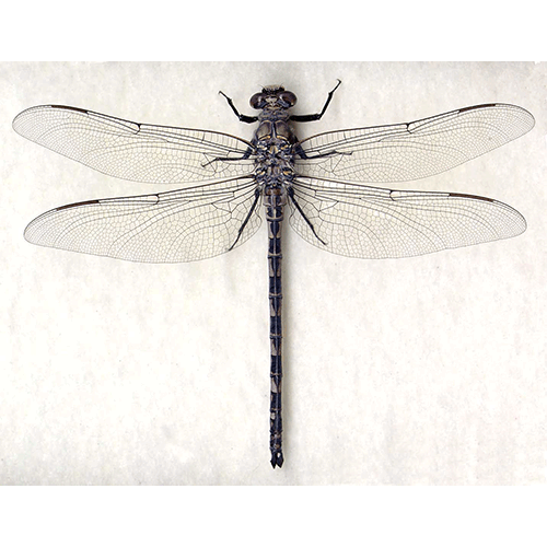Семейство Petaluridae фото