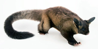 Petaurus australis australis