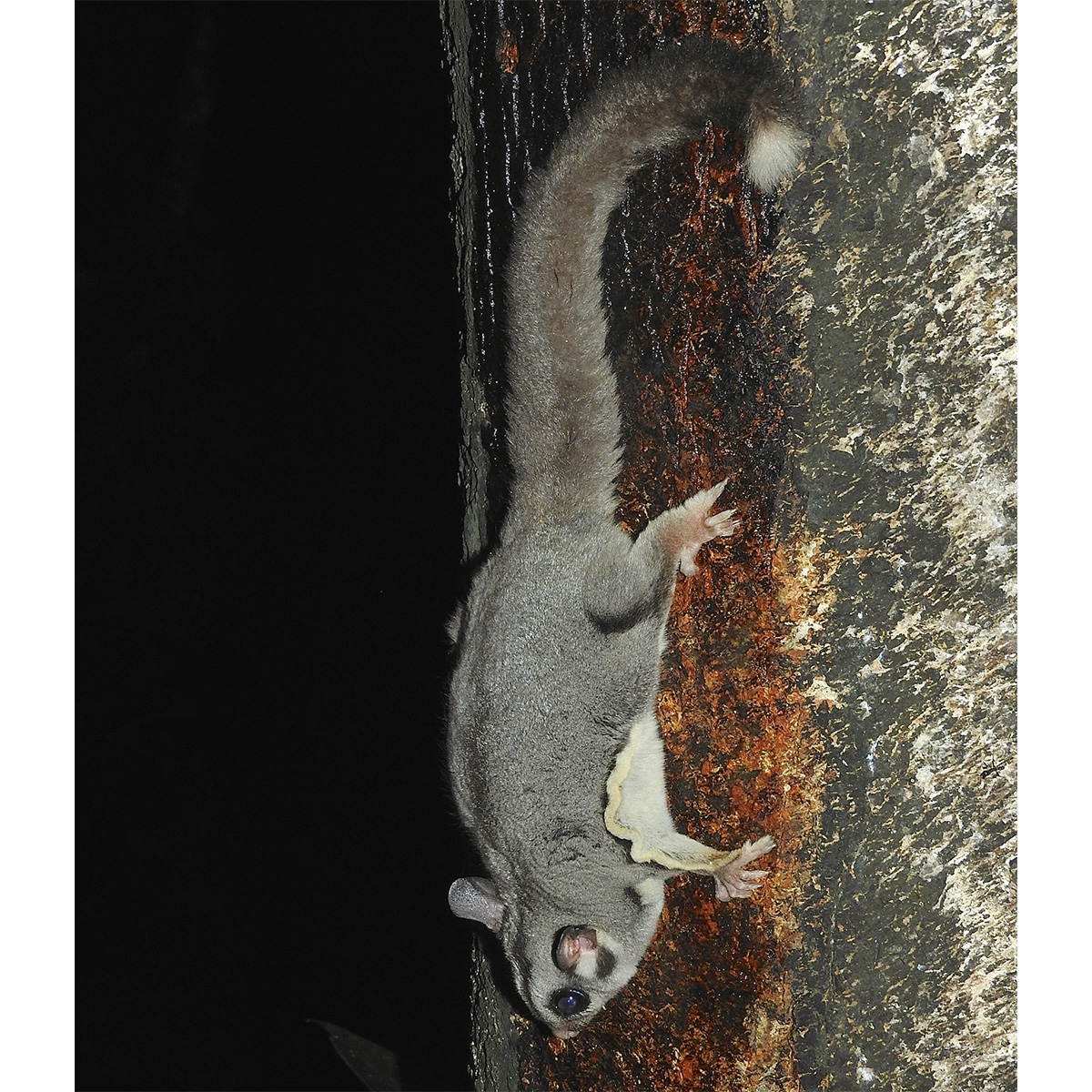 Сахарная сумчатая летяга (Petaurus breviceps) Фото №6