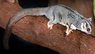 Petaurus breviceps ariel