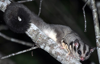 Petaurus breviceps breviceps