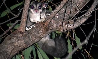 Petaurus breviceps longicaudatus