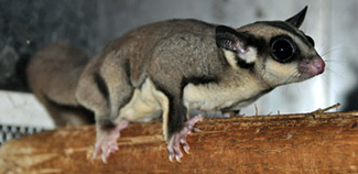 Petaurus breviceps papuanus