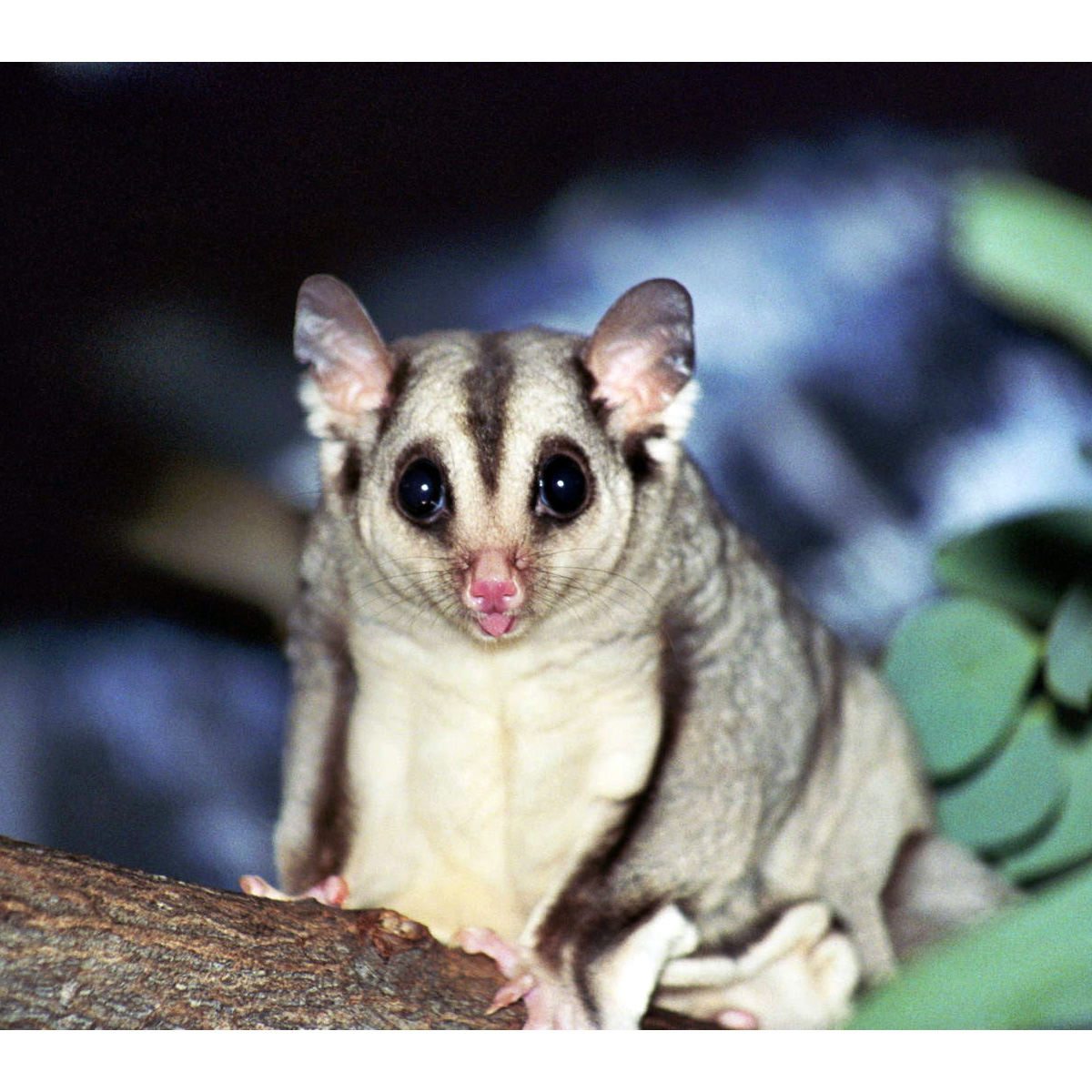 Изящная сумчатая летяга (Petaurus gracilis) Фото №10