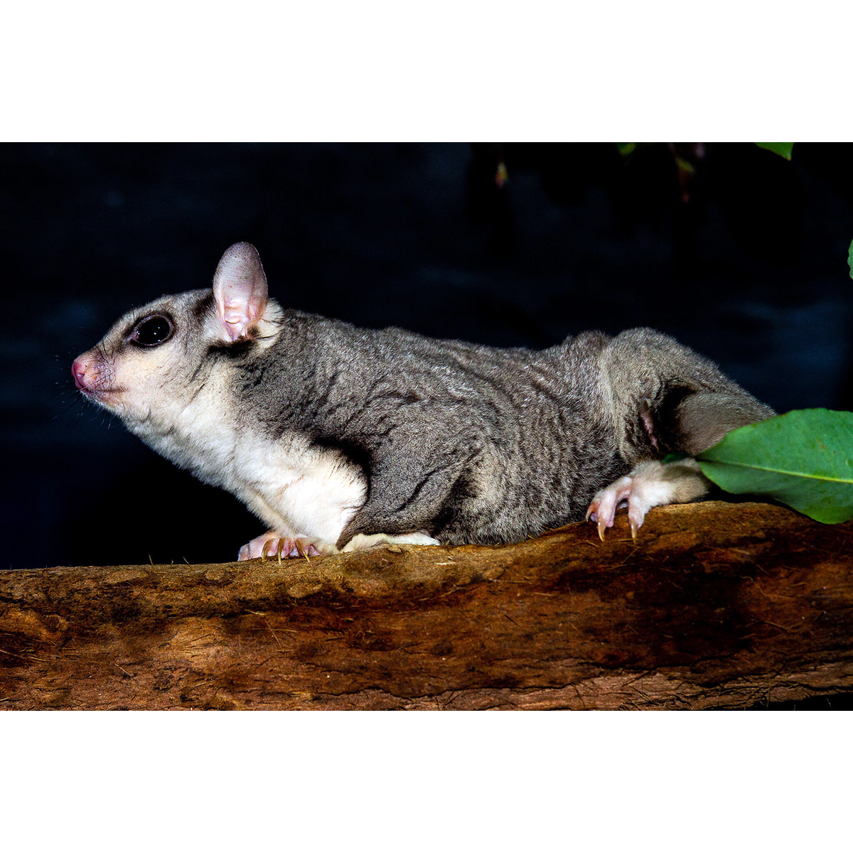 Изящная сумчатая летяга (Petaurus gracilis) Фото №4