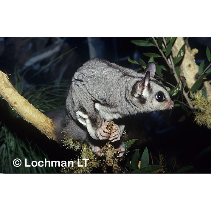 Изящная сумчатая летяга (Petaurus gracilis) Фото №6