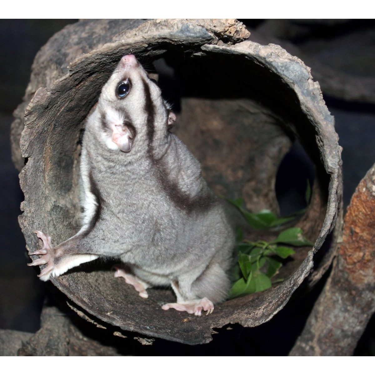 Изящная сумчатая летяга (Petaurus gracilis) Фото №9