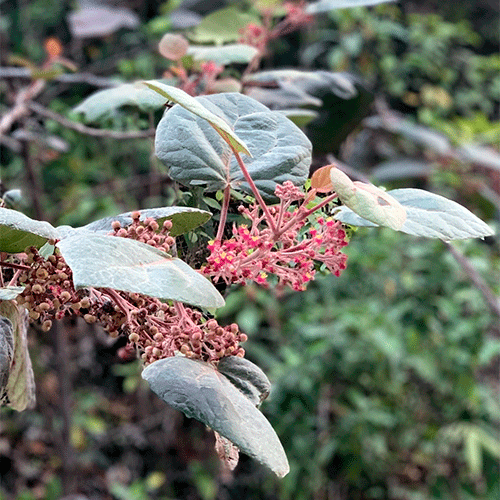 Семейство Petenaeaceae фото