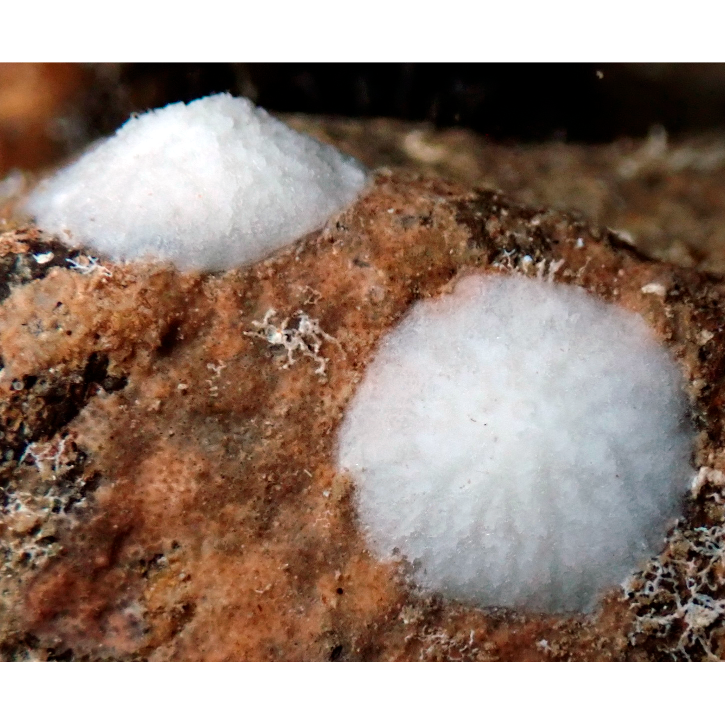 Семейство Petrobionidae  фото