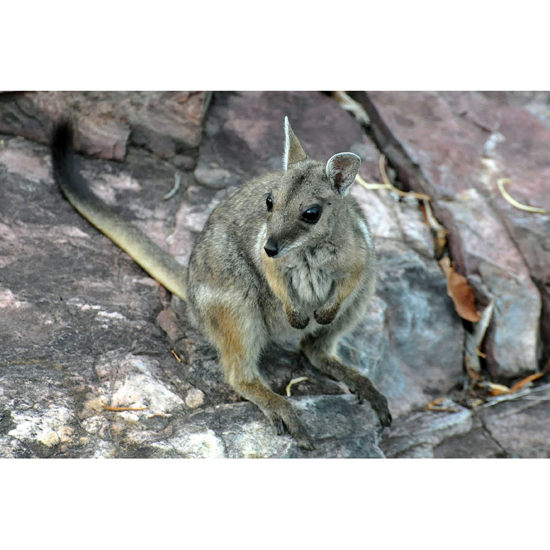 Короткоухий валлаби (Petrogale brachyotis) Фото №3