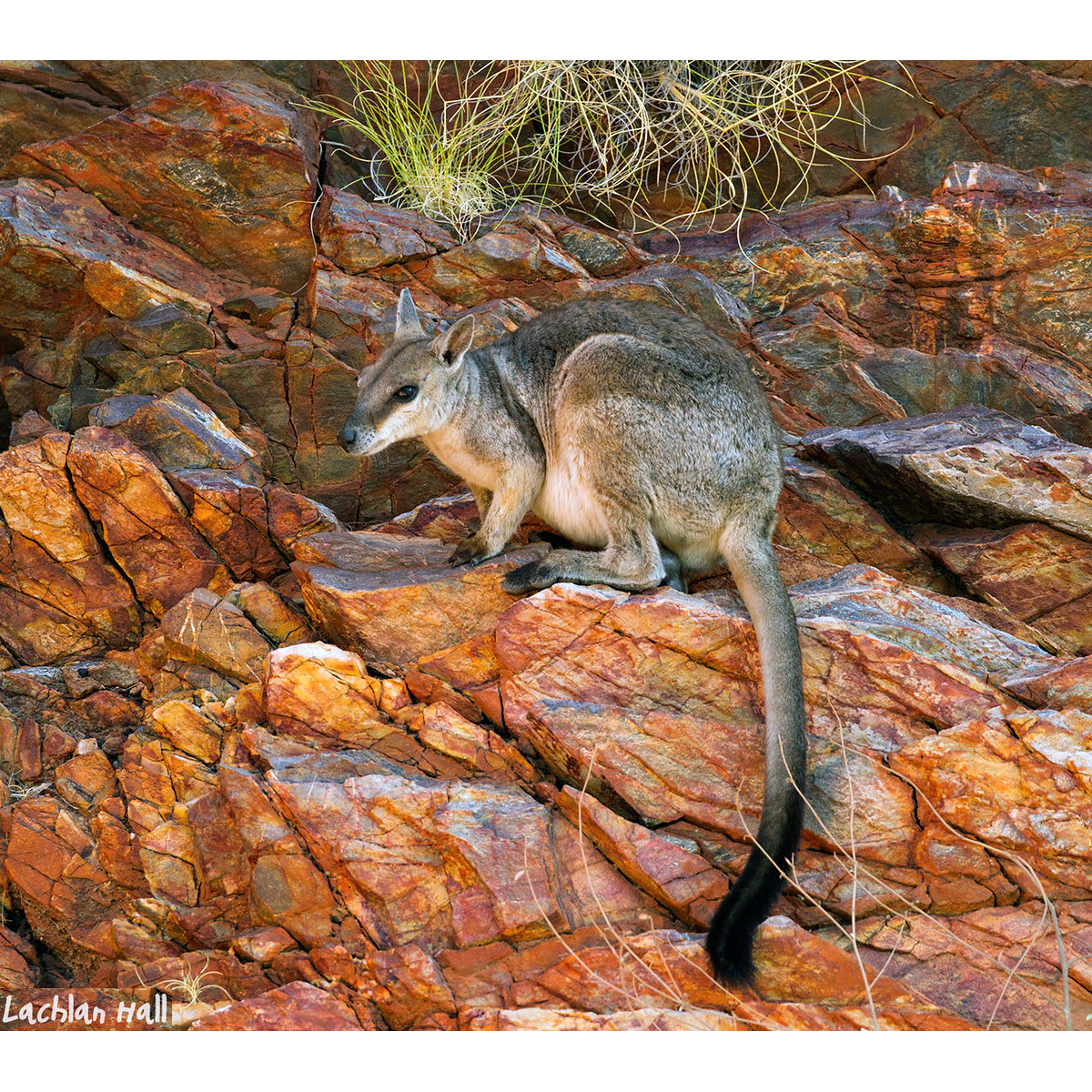 Короткоухий валлаби (Petrogale brachyotis) Фото №4