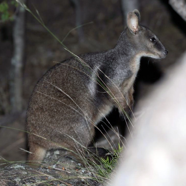Herbert's Rock Wallaby (Petrogale herberti) Фото №2