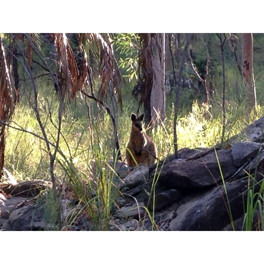 Herbert's Rock Wallaby (Petrogale herberti) Фото №4