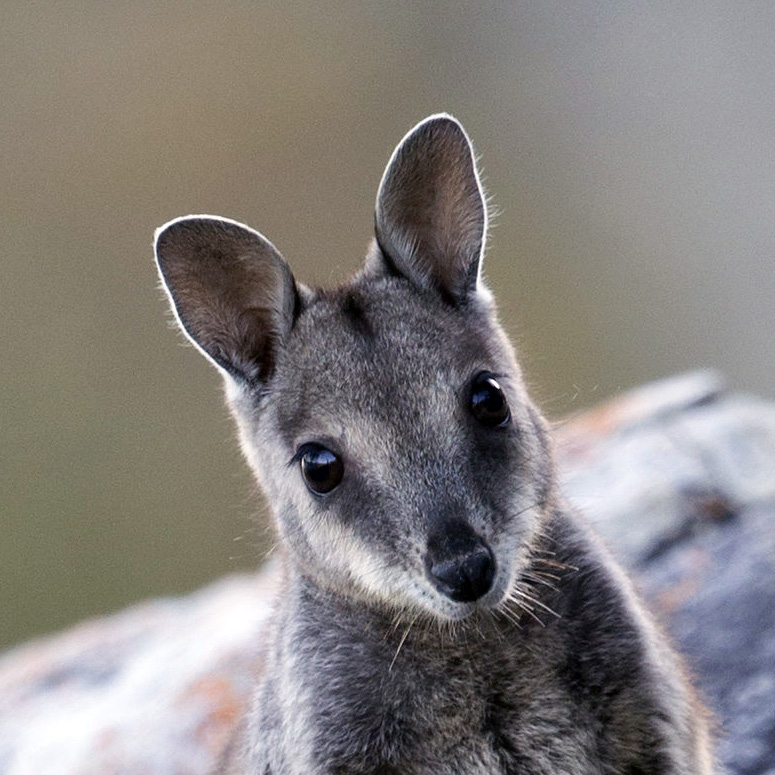 Очковый скальный валлаби (Petrogale inornata) Фото №10