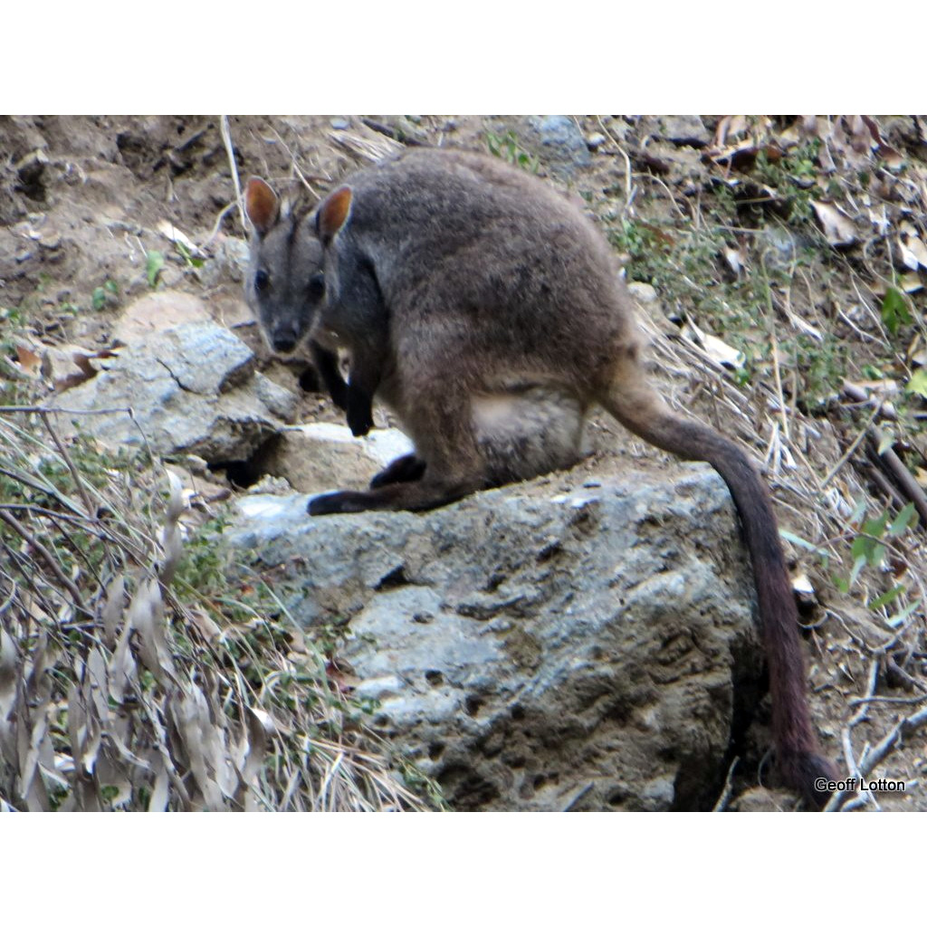 Очковый скальный валлаби (Petrogale inornata) Фото №2