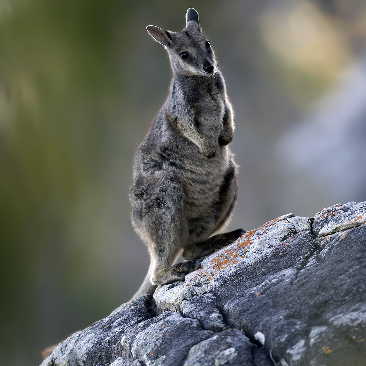 Очковый скальный валлаби (Petrogale inornata) Фото №3