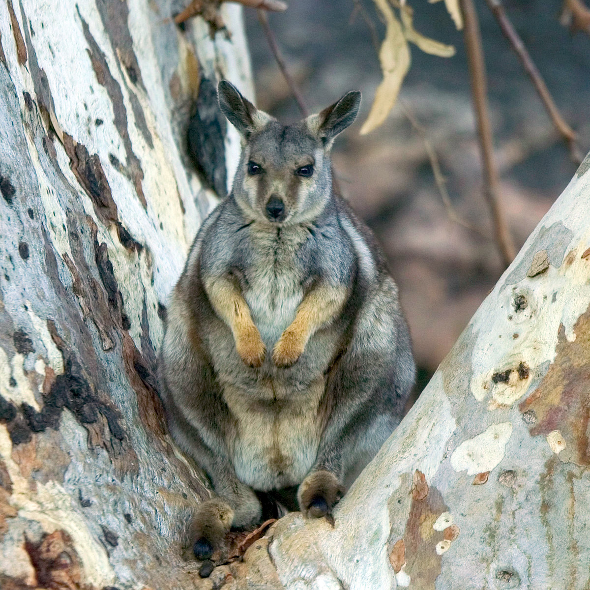 Черноногий скальный валлаби (Petrogale lateralis) Фото №5