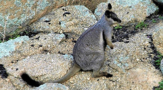 Petrogale lateralis lateralis
