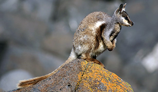 Petrogale lateralis pearsoni