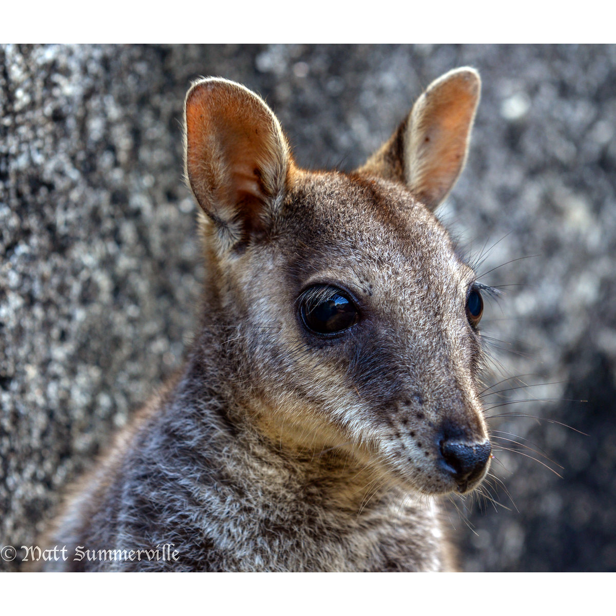 Mareeba Rock Wallaby (Petrogale mareeba) Фото №10