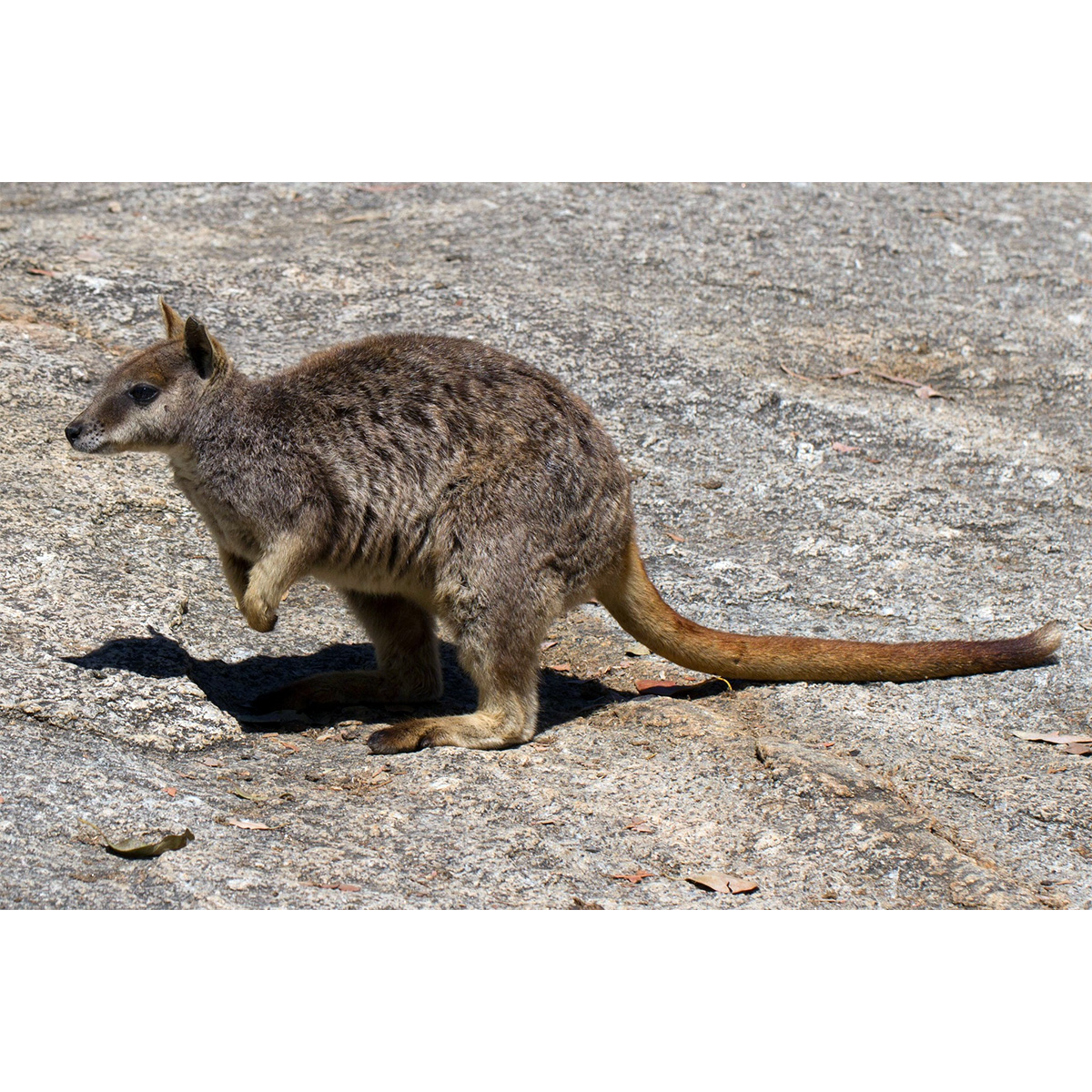 Mareeba Rock Wallaby (Petrogale mareeba) Фото №2