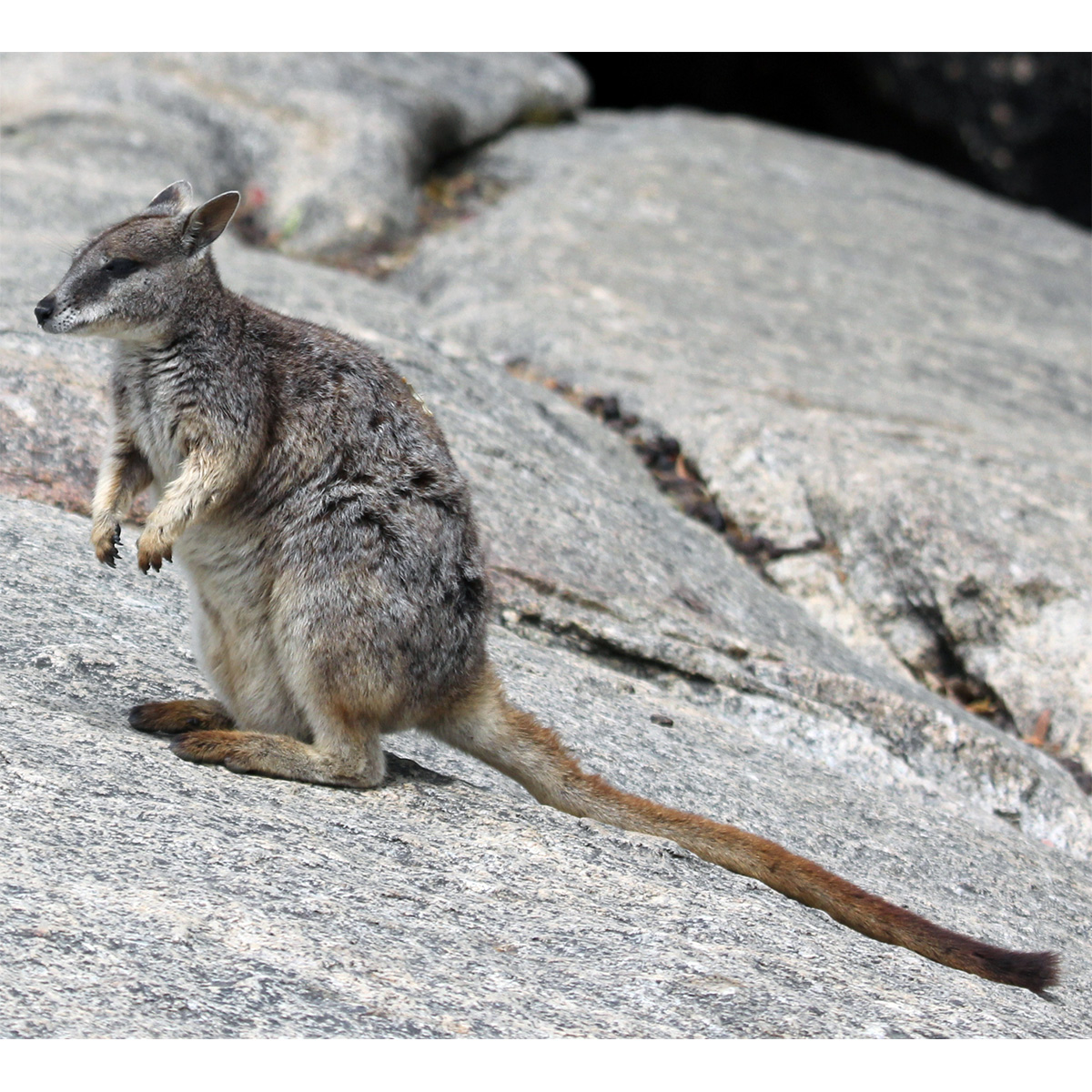 Mareeba Rock Wallaby (Petrogale mareeba) Фото №4