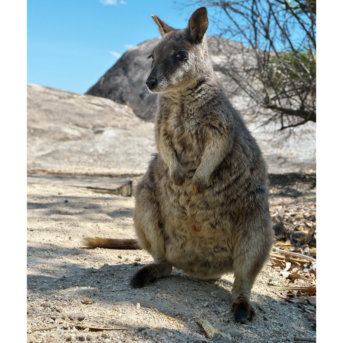 Mareeba Rock Wallaby (Petrogale mareeba) Фото №5