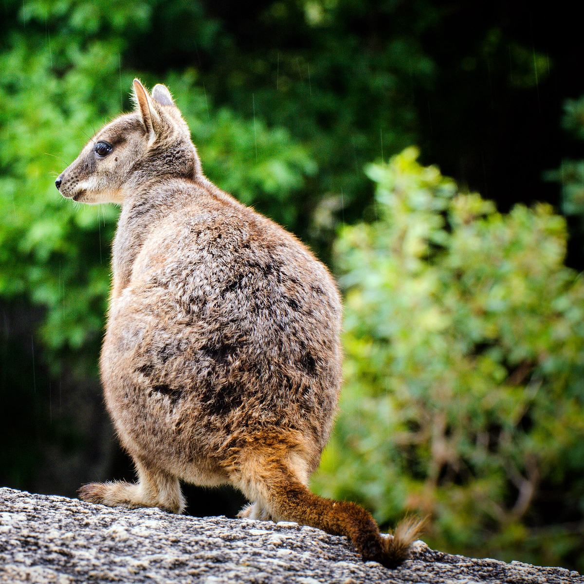 Mareeba Rock Wallaby (Petrogale mareeba) Фото №6