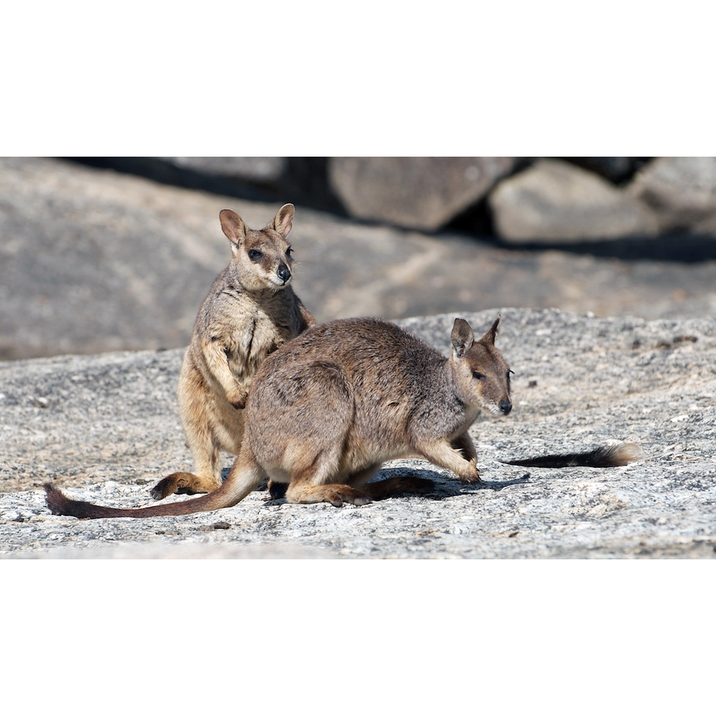 Mareeba Rock Wallaby (Petrogale mareeba) Фото №7