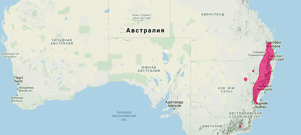 Кистехвостый скальный валлаби (Petrogale penicillata) Ареал обитания на карте