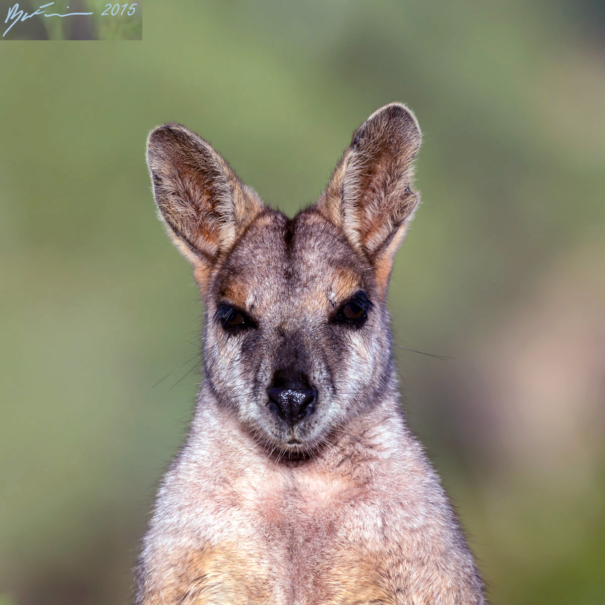 Purple Necked Rock Wallaby (Petrogale purpureicollis) Фото №10