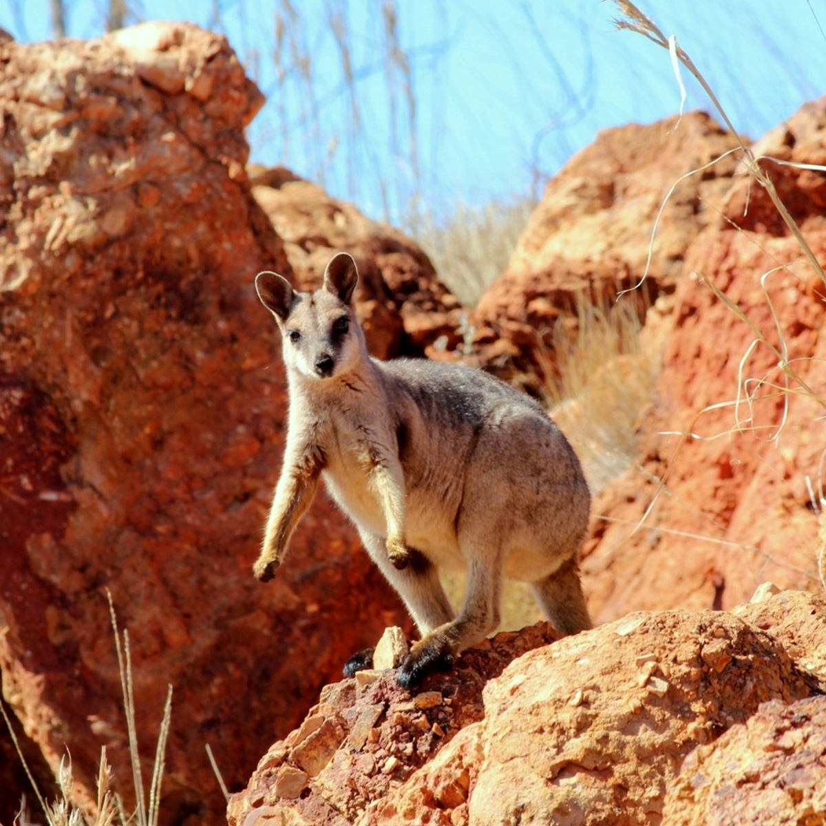 Purple Necked Rock Wallaby (Petrogale purpureicollis) Фото №2