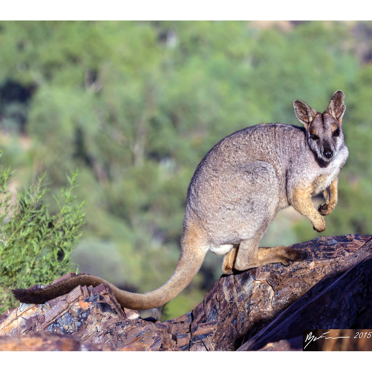 Purple Necked Rock Wallaby (Petrogale purpureicollis) Фото №3