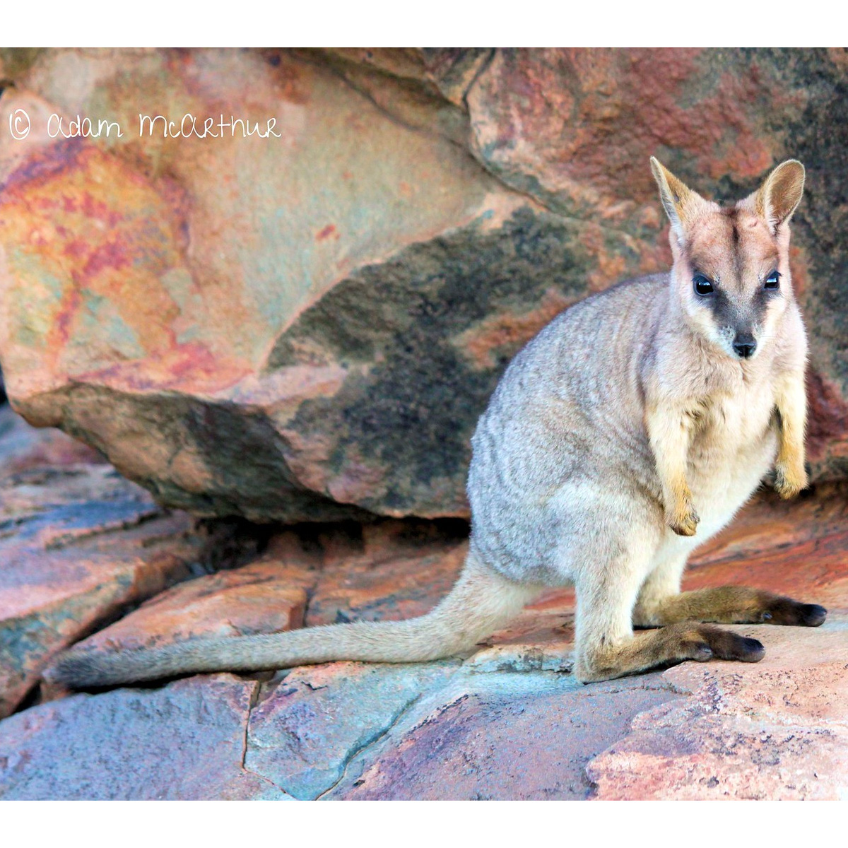 Purple Necked Rock Wallaby (Petrogale purpureicollis) Фото №4