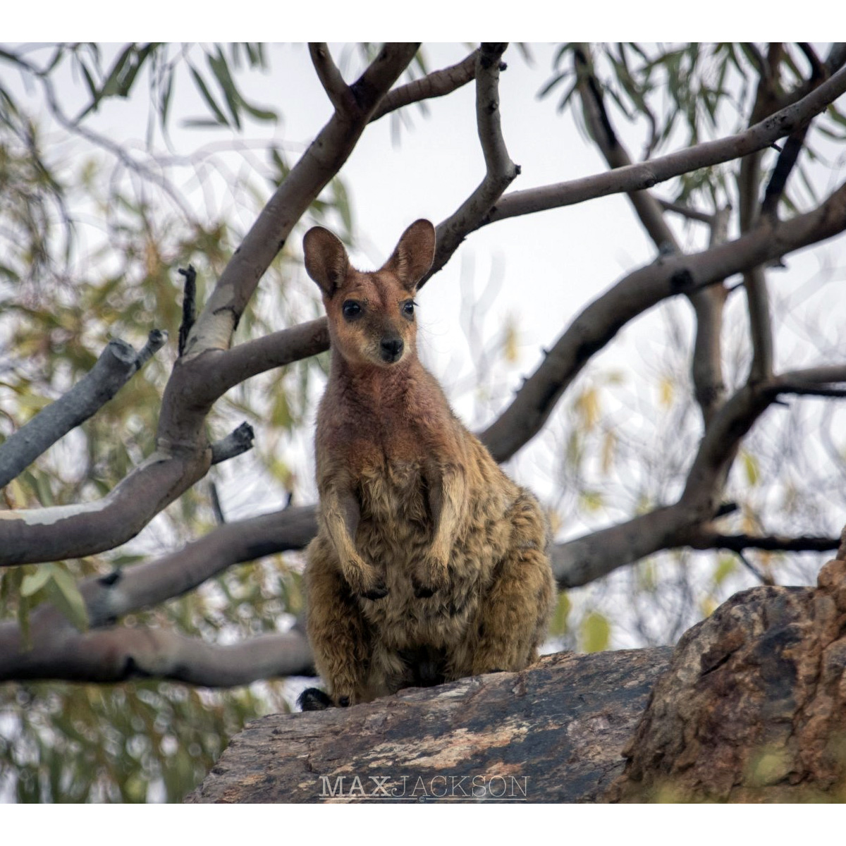Purple Necked Rock Wallaby (Petrogale purpureicollis) Фото №5