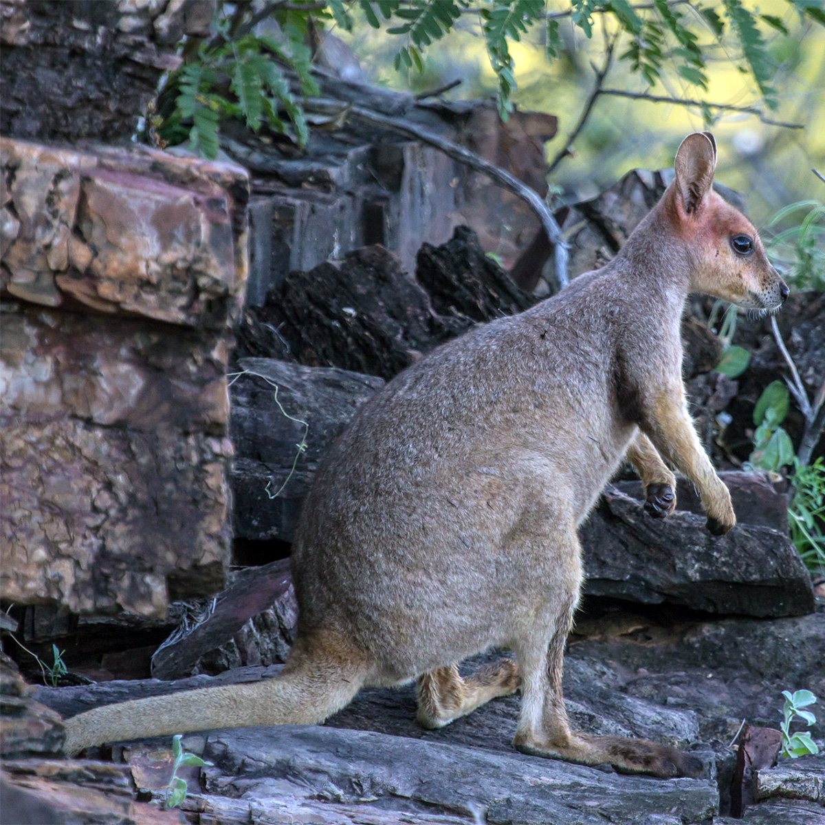 Purple Necked Rock Wallaby (Petrogale purpureicollis) Фото №6