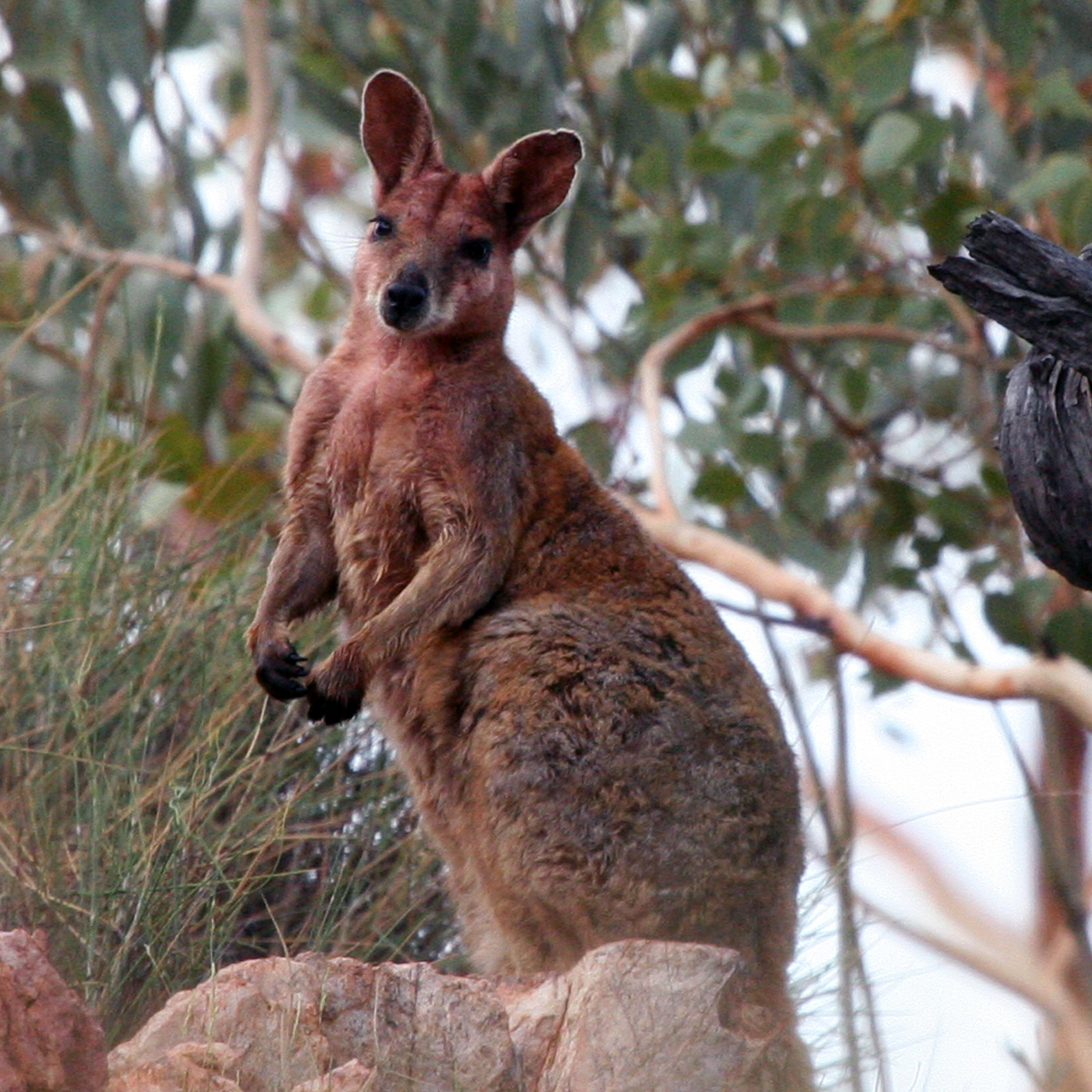 Purple Necked Rock Wallaby (Petrogale purpureicollis) Фото №7