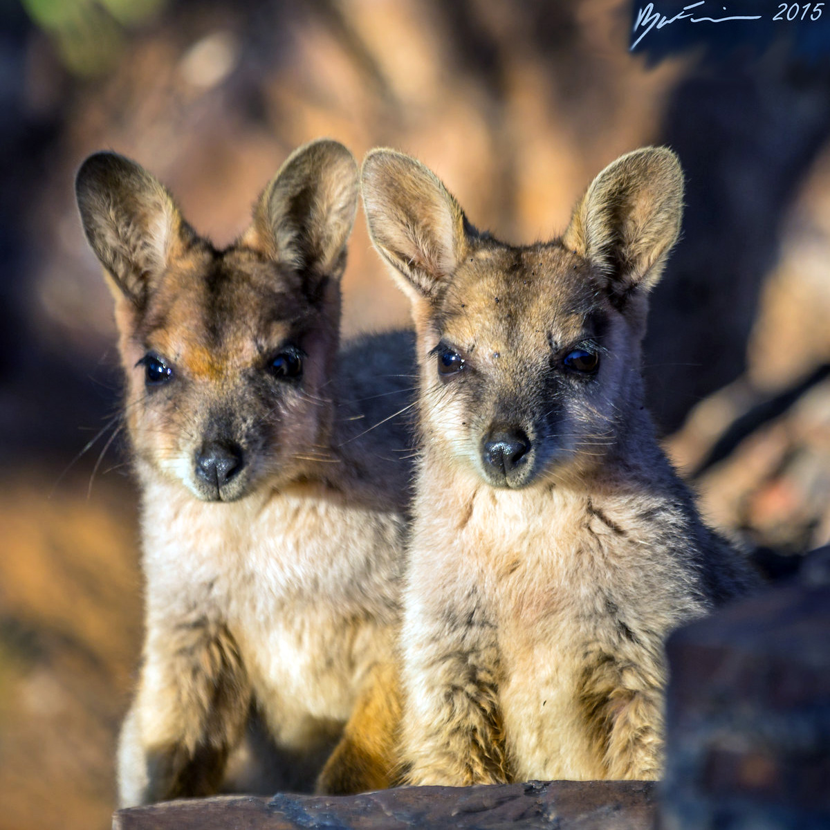 Purple Necked Rock Wallaby (Petrogale purpureicollis) Фото №9