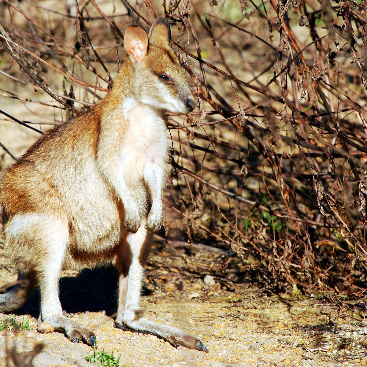 Mount Claro Rock Wallaby (Petrogale sharmani) Фото №2