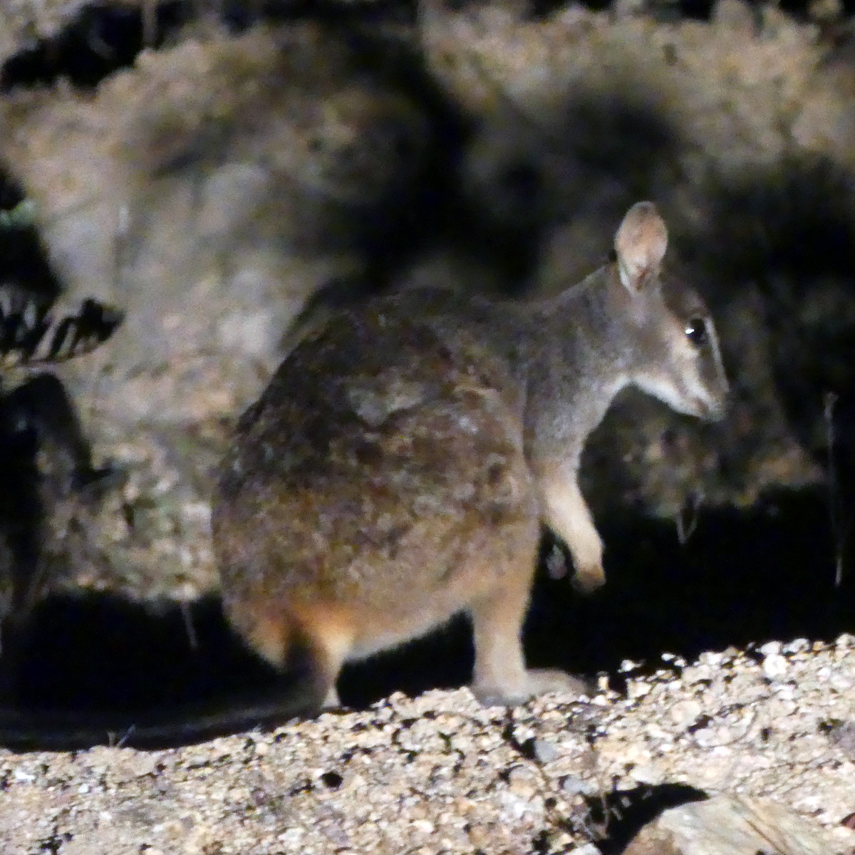 Mount Claro Rock Wallaby (Petrogale sharmani) Фото №3