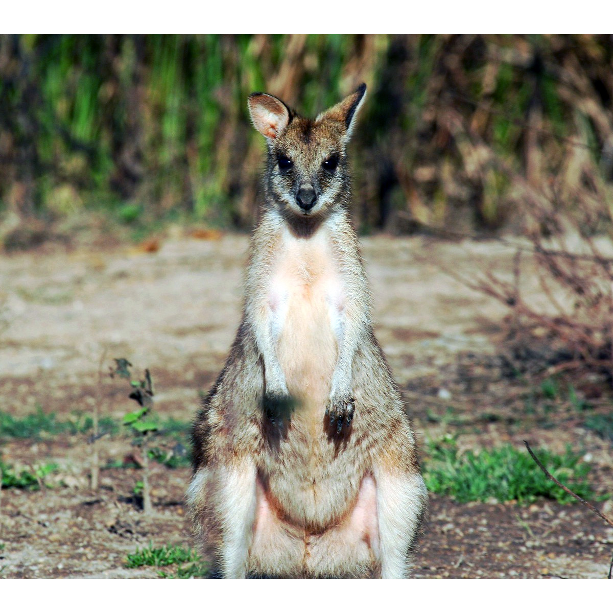 Mount Claro Rock Wallaby (Petrogale sharmani) Фото №4
