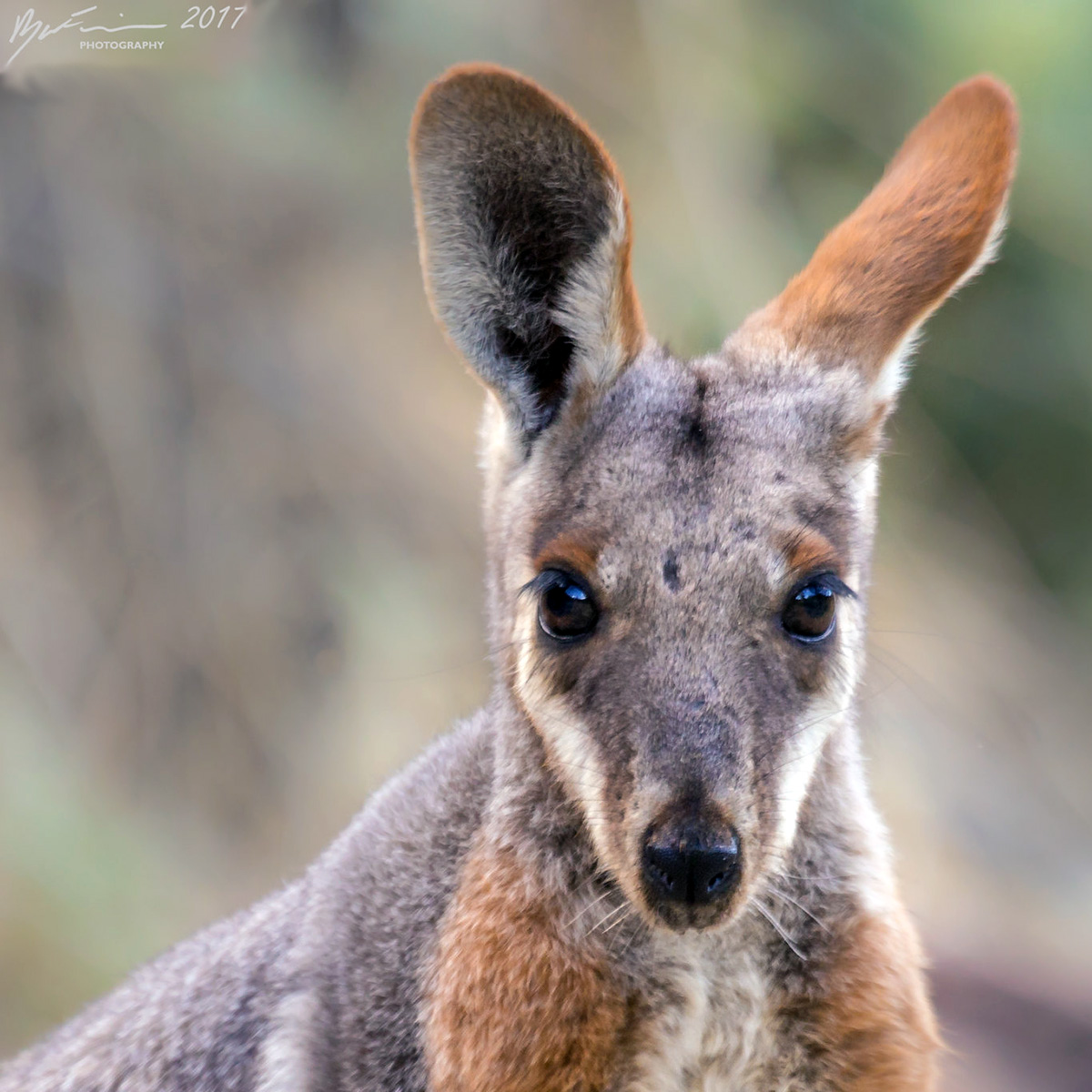 Желтоногий скальный валлаби (Petrogale xanthopus) Фото №10