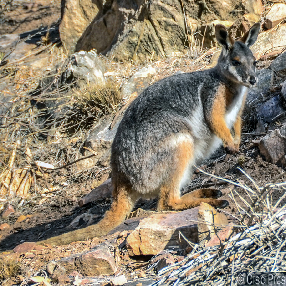 Желтоногий скальный валлаби (Petrogale xanthopus) Фото №3