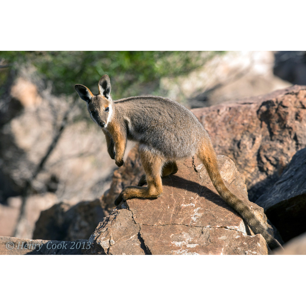 Желтоногий скальный валлаби (Petrogale xanthopus) Фото №4