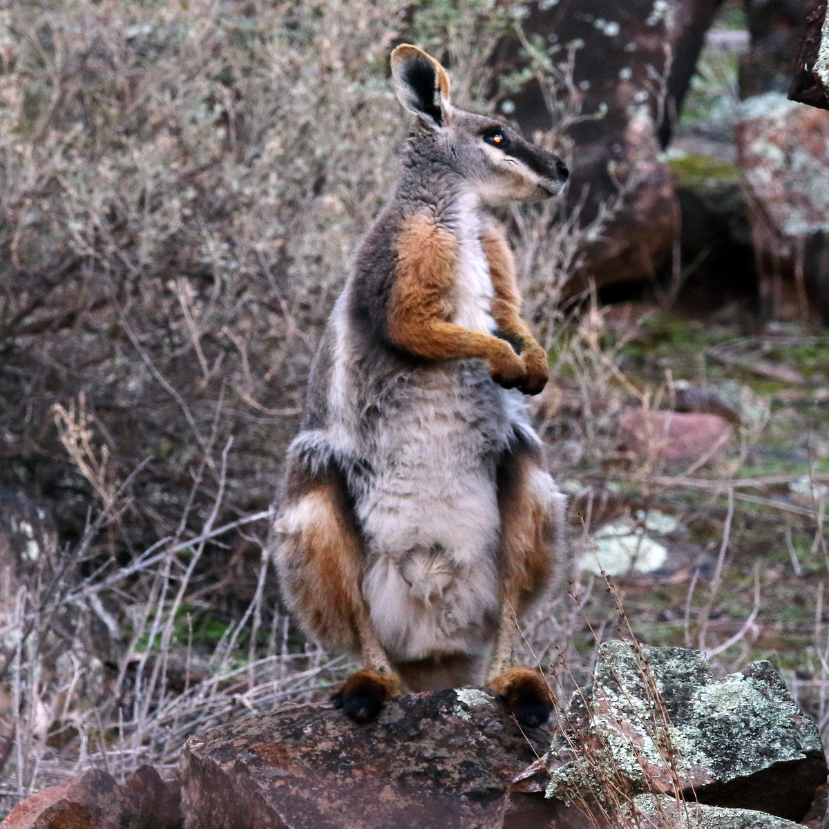 Желтоногий скальный валлаби (Petrogale xanthopus) Фото №5