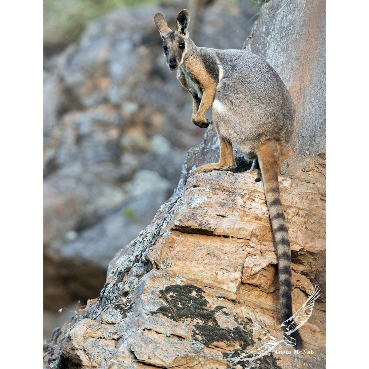 Желтоногий скальный валлаби (Petrogale xanthopus) Фото №6